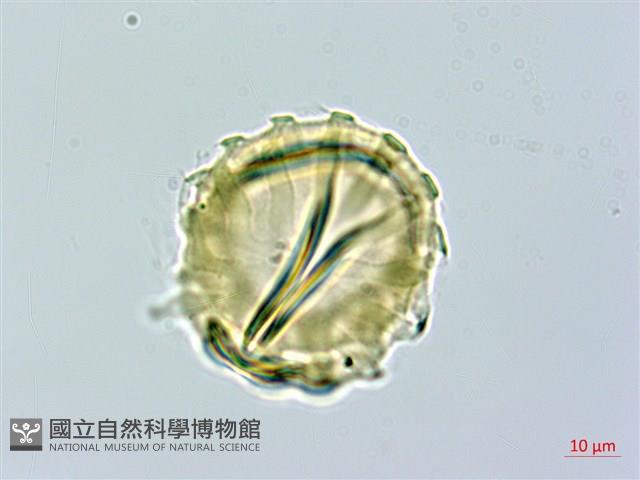 Accession Number:S041215 Collection Image, Figure 3, Total 3 Figures