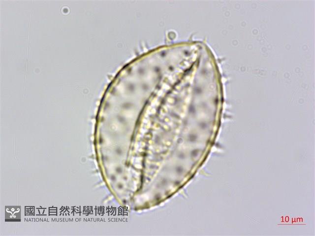 山棕藏品圖，第4張