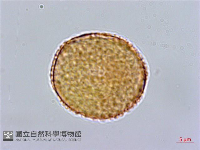 滇丁香藏品圖，第3張