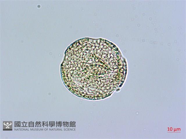 長萼瞿麥藏品圖，第4張