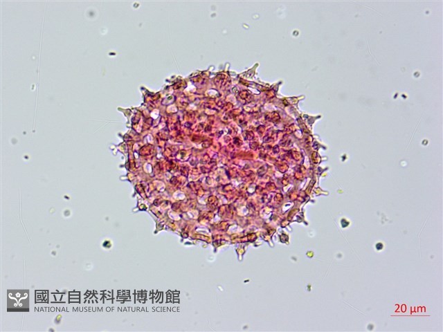 海牽牛藏品圖，第4張