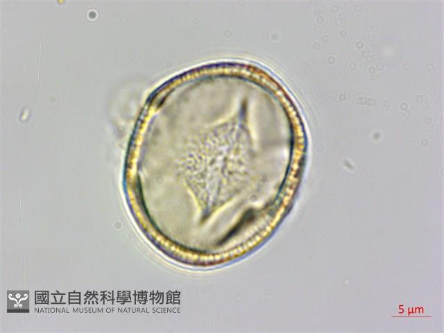 向天黃藏品圖，第3張