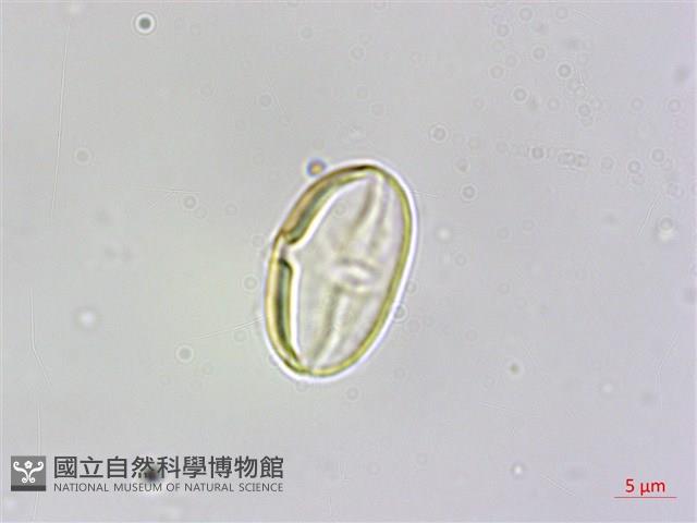 臺灣秋海棠藏品圖，第4張