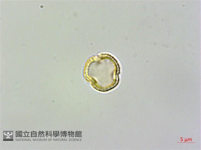 蓬萊藤藏品圖，第3張