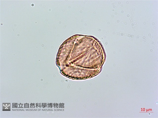 小葉雙蝴蝶、小葉肺形草藏品圖，第3張