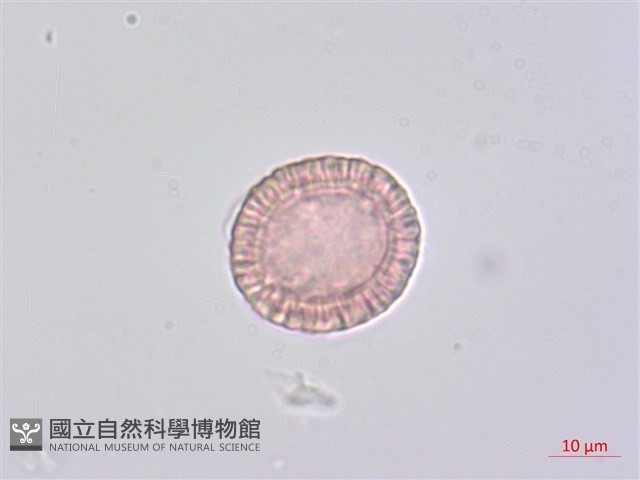 南嶺蕘花藏品圖，第4張