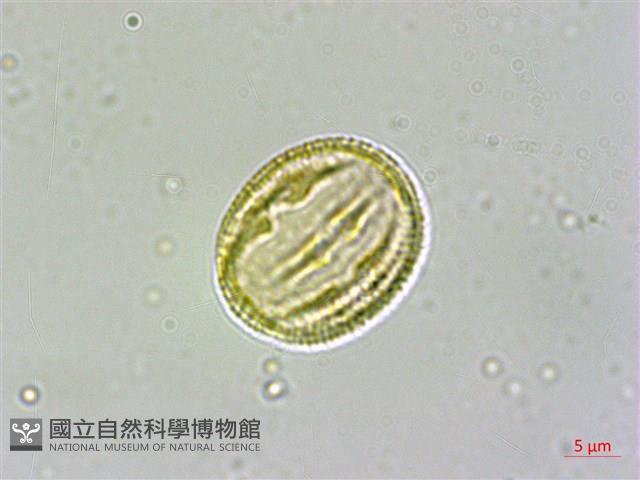 日本賽衛矛、日本假衛矛藏品圖，第4張