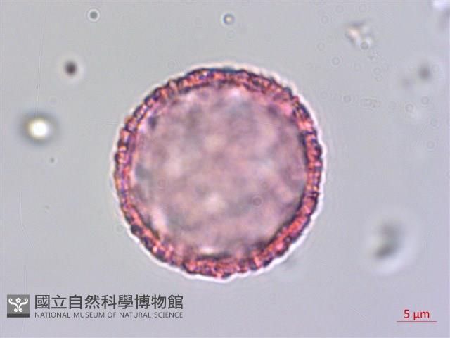 琉球黃楊藏品圖，第3張