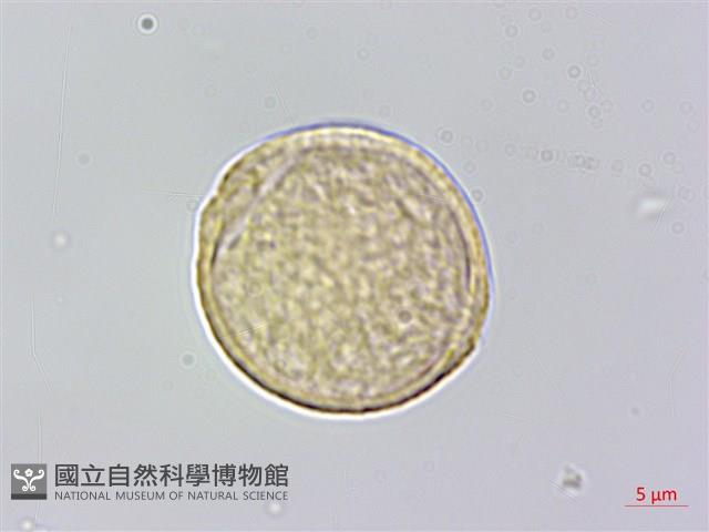 銳葉山黃麻藏品圖，第3張