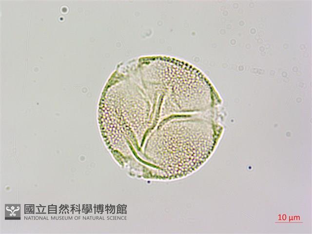 黑果馬交兒藏品圖，第3張