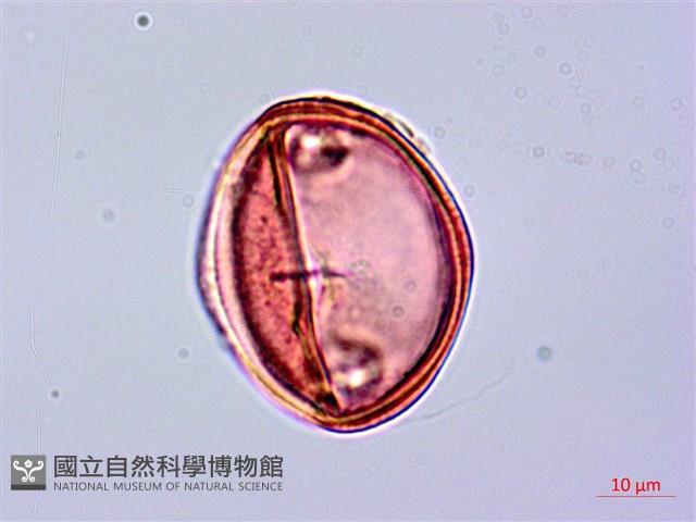 登錄號:S096095藏品圖，第3張