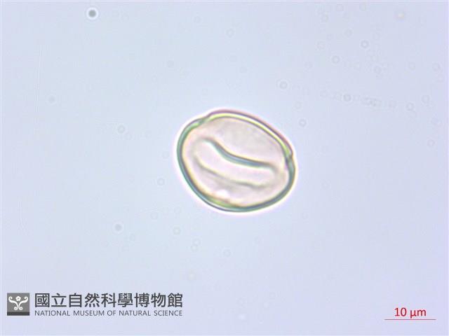 錫杖花藏品圖，第3張