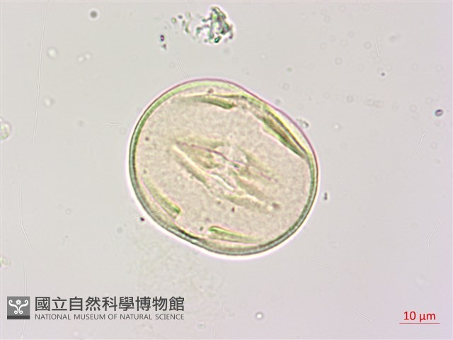 楝、苦楝藏品圖，第4張