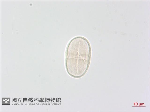 毒芹藏品圖，第3張