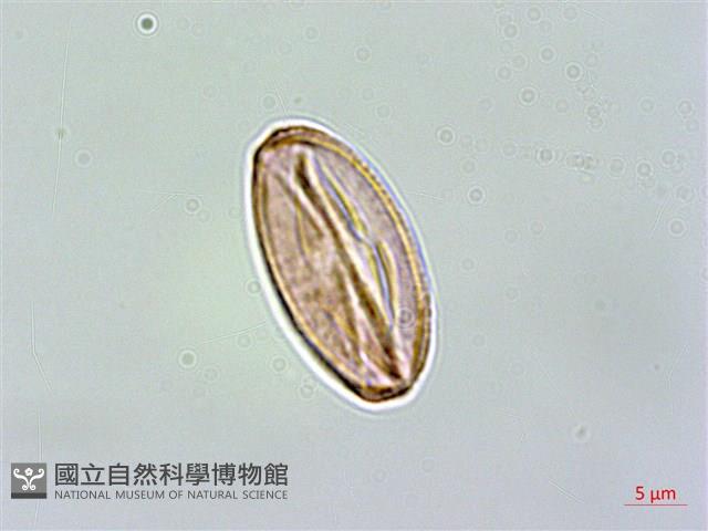 地耳草、小還魂藏品圖，第3張