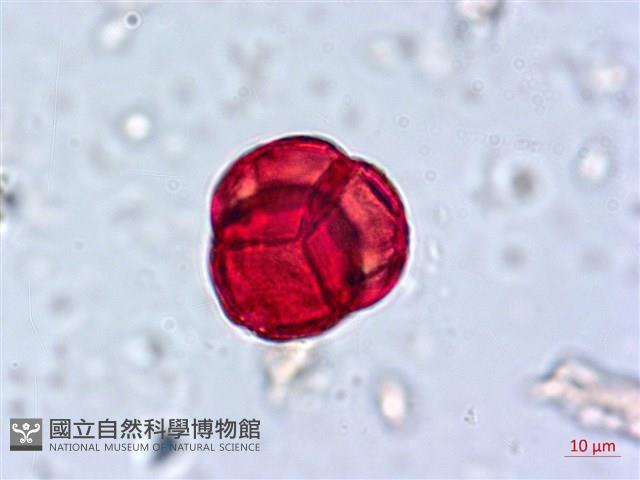 南燭藏品圖，第4張