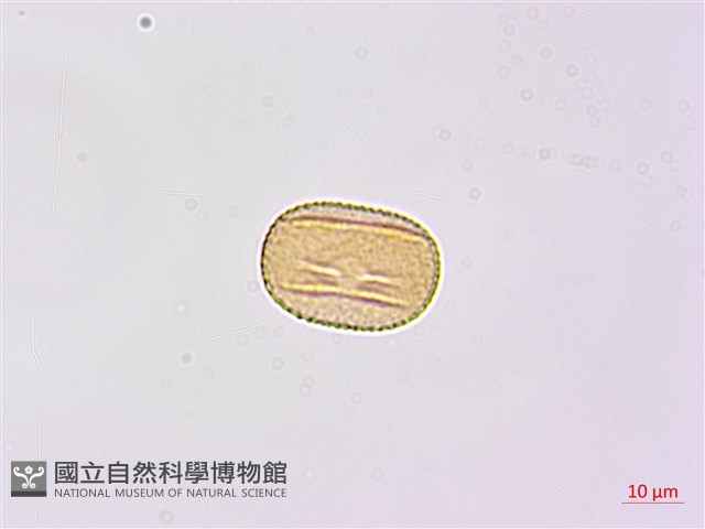 雙節山螞蝗藏品圖，第3張