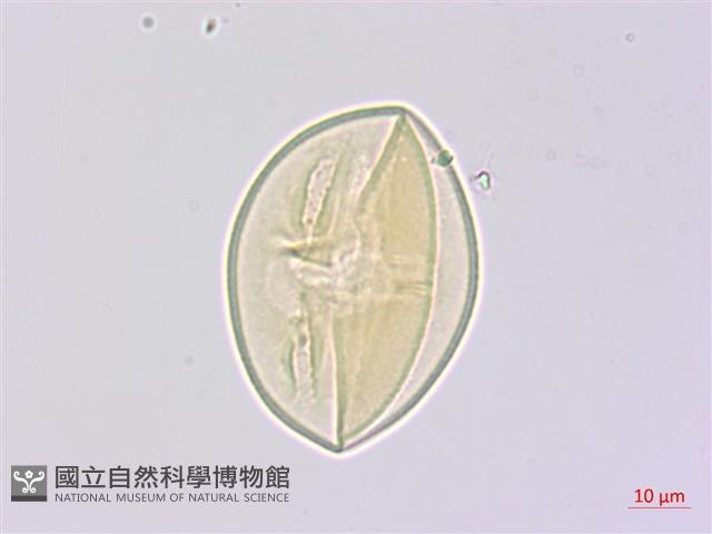 兔尾草藏品圖，第3張