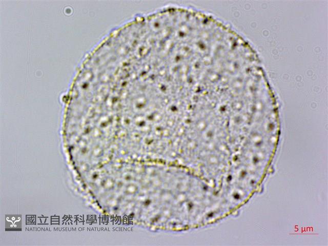 粗鋸齒薺薴藏品圖，第3張