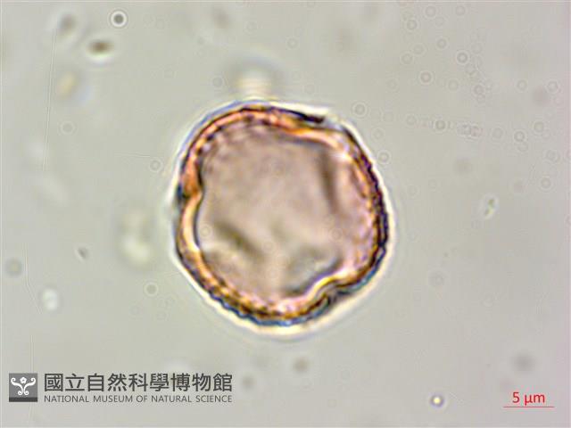 白木蘇花藏品圖，第4張