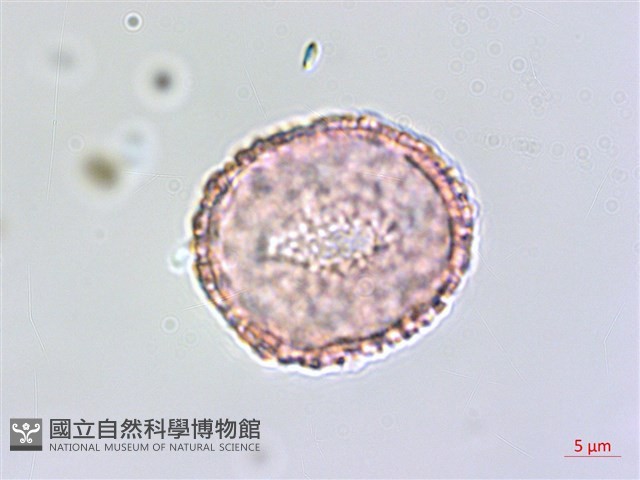 琉球黃楊藏品圖，第3張