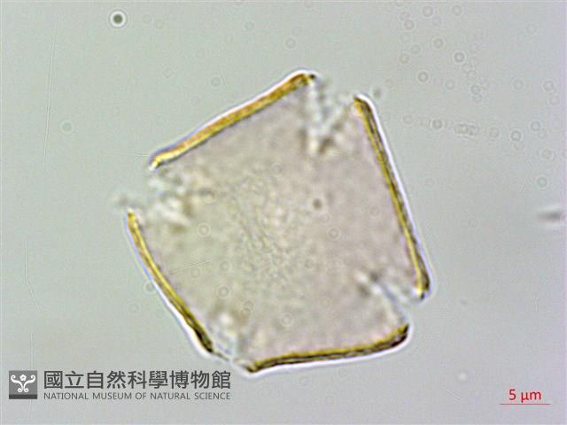 台灣苣苔藏品圖，第3張