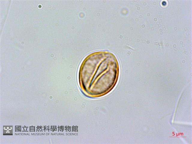 菲律賓扁葉芋、蘭嶼扁葉芋藏品圖，第3張