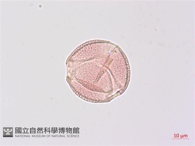 尼泊爾山香園藏品圖，第3張