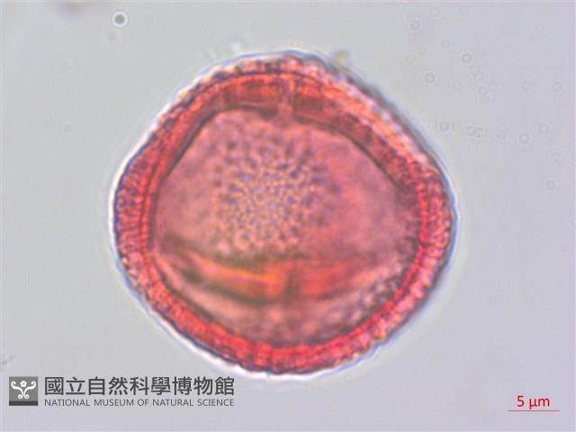 掌葉蘋婆藏品圖，第4張