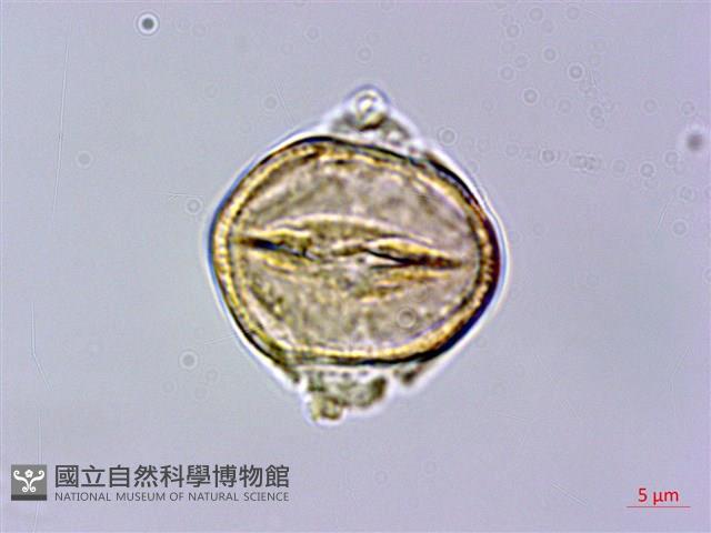 苦懸鉤子藏品圖，第3張