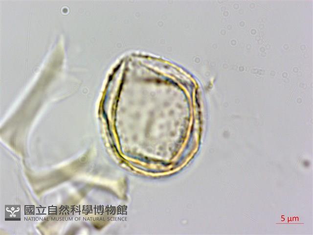 耳葉菝契、抱莖菝契、穿鞘菝契藏品圖，第3張