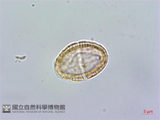 串鼻龍藏品圖，第4張