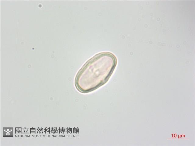 台灣芎窮藏品圖，第3張