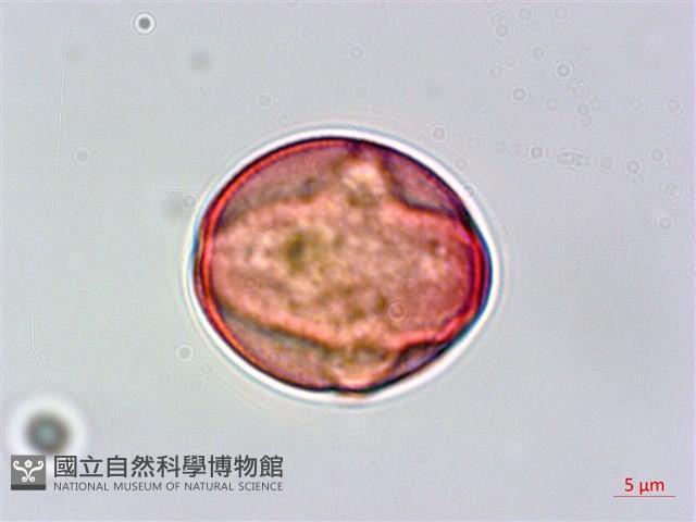 清水金絲桃藏品圖，第3張