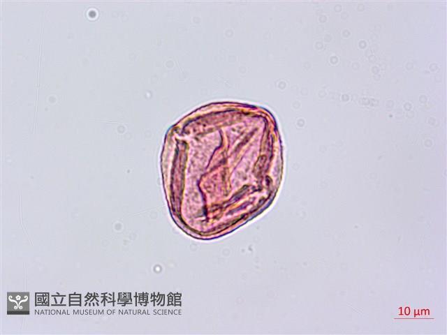 老鴰鈴藏品圖，第3張