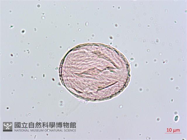 臺灣肺形草藏品圖，第3張