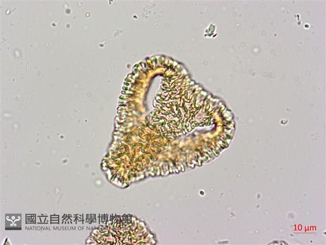 毛西番蓮藏品圖，第4張