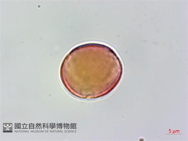 蘭嶼虎皮楠藏品圖，第3張