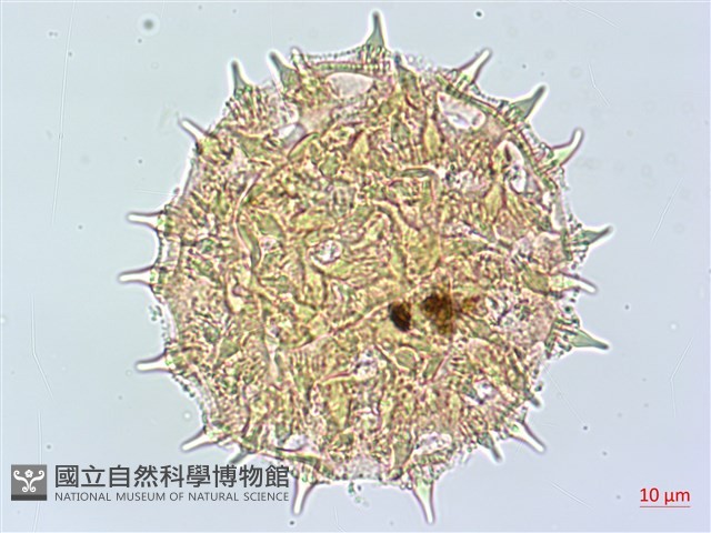 番仔藤藏品圖，第4張