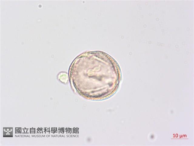 野鴉椿藏品圖，第3張