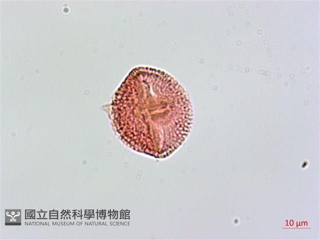 羊角藤藏品圖，第3張