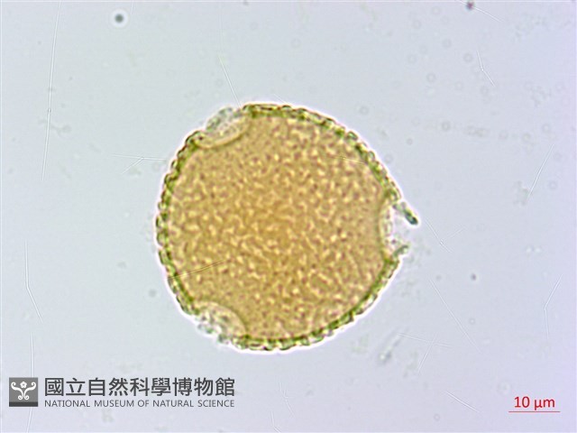 刺桐藏品圖，第3張