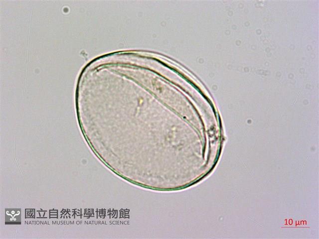 台灣魔芋、亨利氏蒟蒻藏品圖，第3張