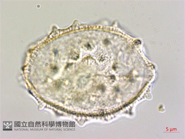 光果田麻藏品圖，第3張