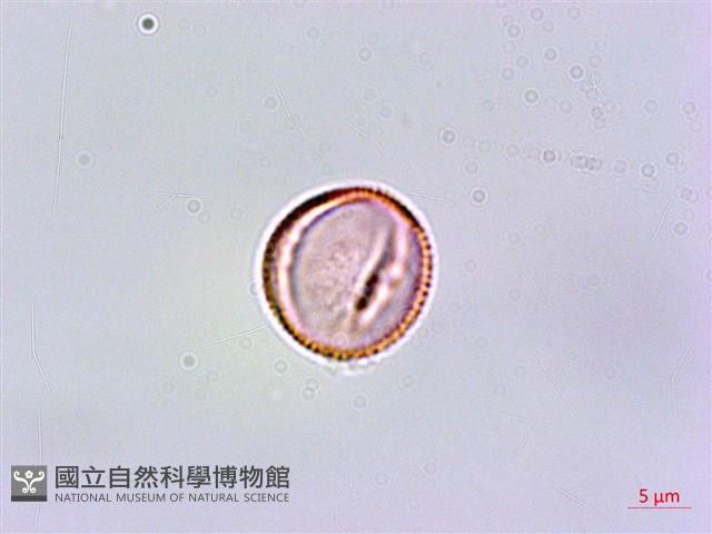 恆春鉤藤藏品圖，第3張