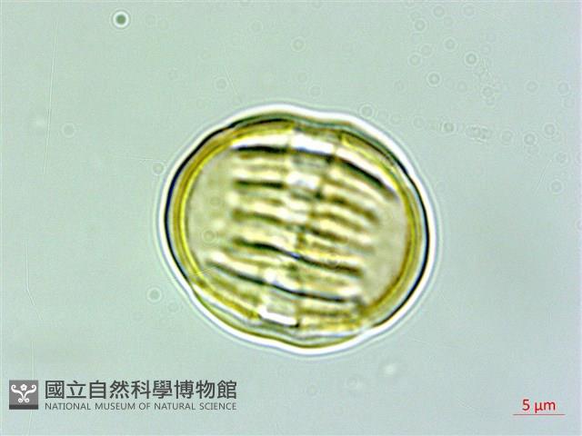 瓜子金藏品圖，第3張