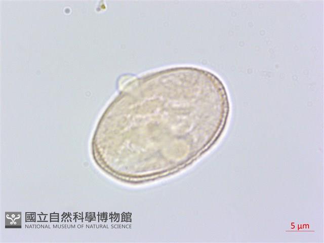 防風藏品圖，第3張