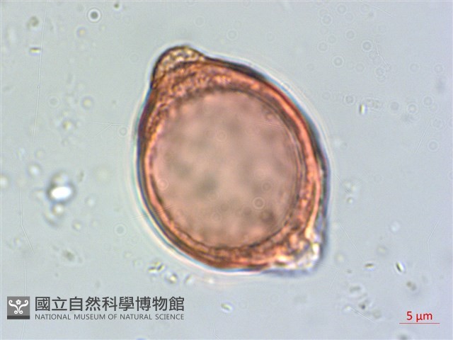 菲律賓胡頹子藏品圖，第3張