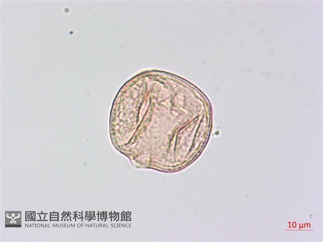 狗尾草藏品圖，第4張