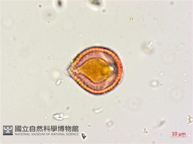 木豆藏品圖，第3張